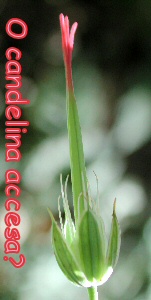 candelina accesa