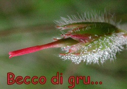 becco di gru
