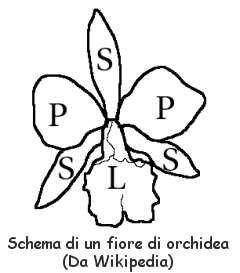 schema