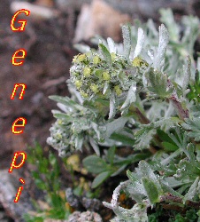 genepi