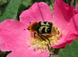 Trichius fasciatus