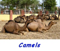 Cammelli