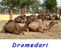 Cammelli