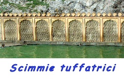 scimmie