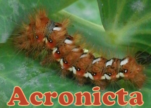 acronicta rumicis
