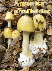 phalloides
