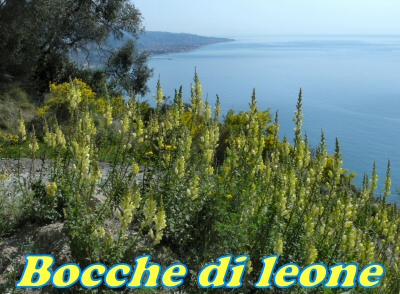 Bocche di leone