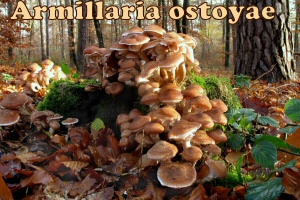 ostoyae