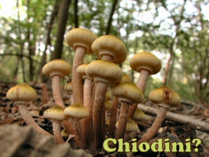 chiodini