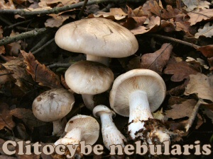 nebularis