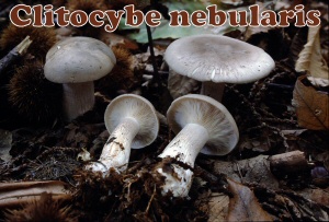 nebularis