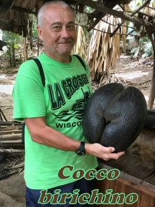 cocco
