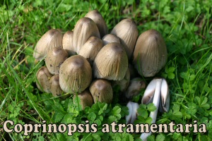 atramentarius
