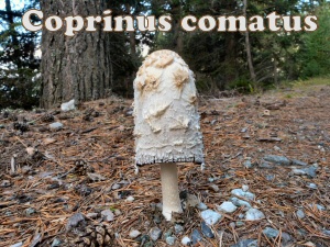 comatus