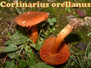 orellanus