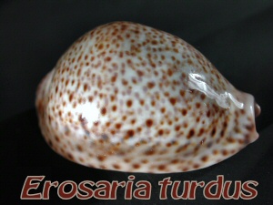 erosaria turdus