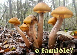 famiole