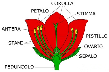 fiore