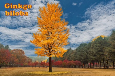 gingko