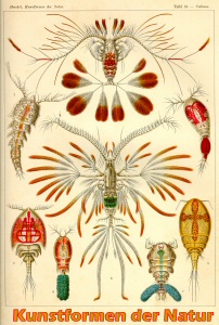 haeckel