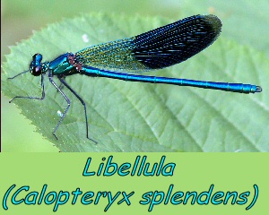 Libellula