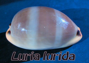 Luria lurida