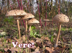 procera