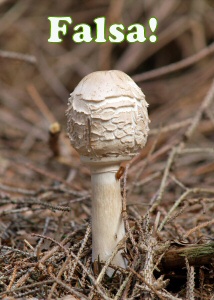 rhacodes chiusa