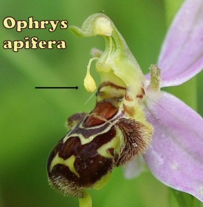 Ophrys apifera