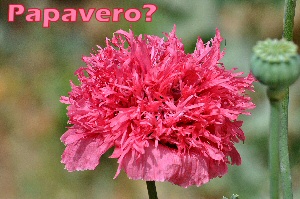 papavero