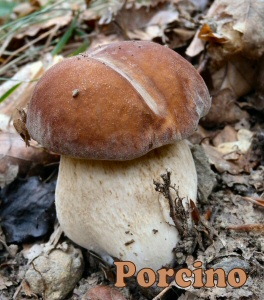 porcino