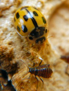 Coccinella