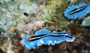 Pseudoceros bifurcus