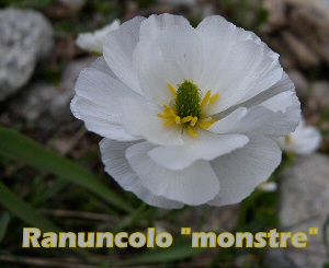 ranuncolo