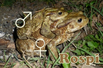 rospi