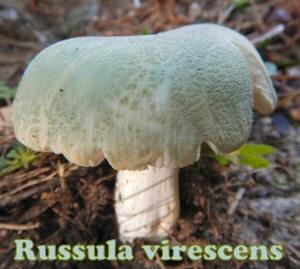 virescens