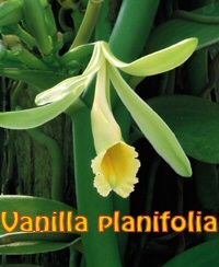 Vanilla planifolia
