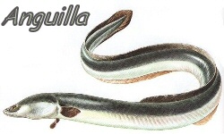Anguilla