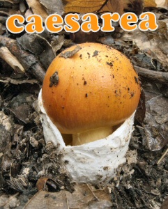 amanita caesarea