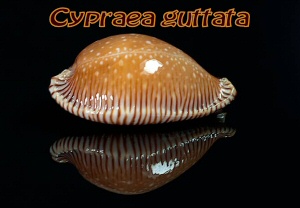 cypraea guttata