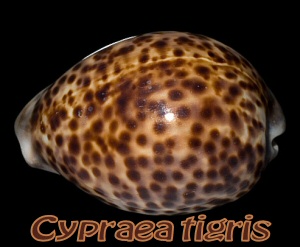 cypraea thumb