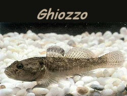 ghiozzo