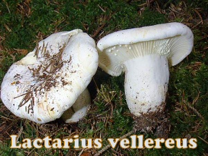 vellereus