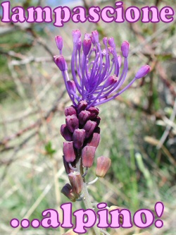 lampascione