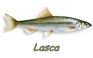 Lasca