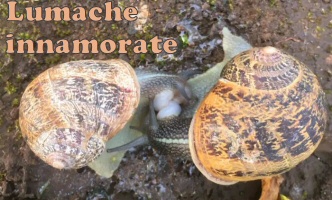 lumache