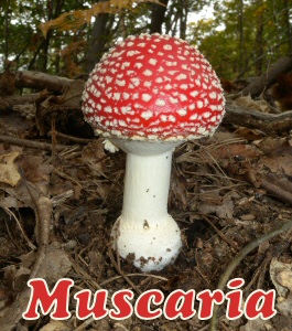 amanita muscaria