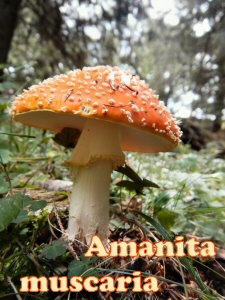 muscaria