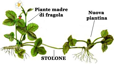 stolone