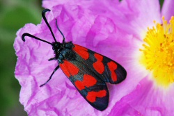 Zygaena